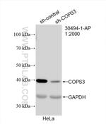 COPS3 Antibody in Western Blot (WB)
