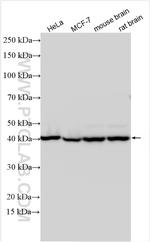 COPS3 Antibody in Western Blot (WB)