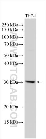 TREM1 Antibody in Western Blot (WB)