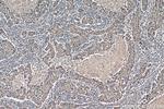 CSN2 Antibody in Immunohistochemistry (Paraffin) (IHC (P))