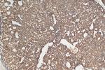 CSN2 Antibody in Immunohistochemistry (Paraffin) (IHC (P))