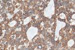CSN2 Antibody in Immunohistochemistry (Paraffin) (IHC (P))