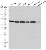 CSN2 Antibody in Western Blot (WB)