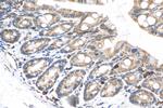 TAPBP Antibody in Immunohistochemistry (Paraffin) (IHC (P))