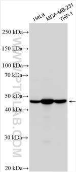TAPBP Antibody in Western Blot (WB)