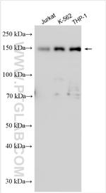 STIL Antibody in Western Blot (WB)