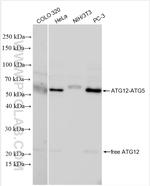ATG12 Antibody in Western Blot (WB)