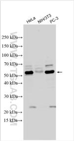 ATG12 Antibody in Western Blot (WB)