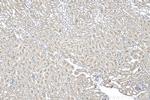 C9orf71 Antibody in Immunohistochemistry (Paraffin) (IHC (P))