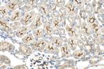 C9orf71 Antibody in Immunohistochemistry (Paraffin) (IHC (P))