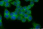 SEC23B Antibody in Immunocytochemistry (ICC/IF)