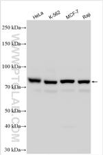 SEC23B Antibody in Western Blot (WB)