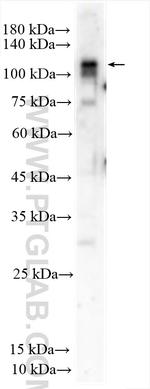 SNX29 Antibody in Western Blot (WB)