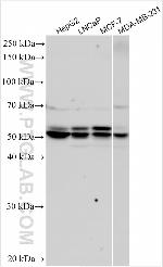 STAP2 Antibody in Western Blot (WB)
