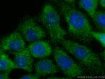 WNT8A Antibody in Immunocytochemistry (ICC/IF)