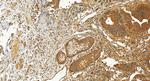 WNT8A Antibody in Immunohistochemistry (Paraffin) (IHC (P))