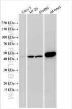 WNT8A Antibody in Western Blot (WB)