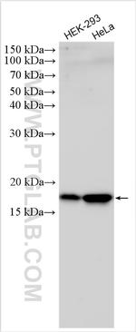 P16-INK4A Antibody in Western Blot (WB)