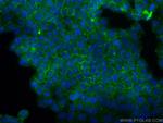 Claudin 9 Antibody in Immunocytochemistry (ICC/IF)