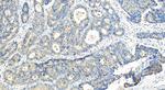 Claudin 9 Antibody in Immunohistochemistry (Paraffin) (IHC (P))