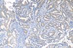 Claudin 9 Antibody in Immunohistochemistry (Paraffin) (IHC (P))
