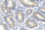 Claudin 9 Antibody in Immunohistochemistry (Paraffin) (IHC (P))