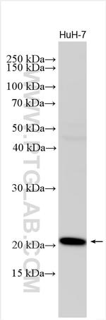 Claudin 9 Antibody in Western Blot (WB)