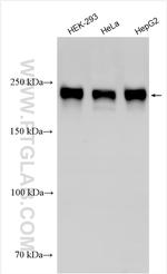 ACIN1-L Antibody in Western Blot (WB)