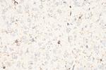 IBA1 Antibody in Immunohistochemistry (Paraffin) (IHC (P))