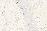 IBA1 Antibody in Immunohistochemistry (Paraffin) (IHC (P))