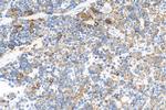 IBA1 Antibody in Immunohistochemistry (Paraffin) (IHC (P))