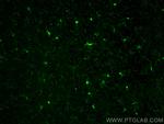 IBA1 Antibody in Immunohistochemistry (PFA fixed) (IHC (PFA))