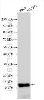 BANF1 Antibody in Western Blot (WB)
