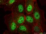 C16orf75 Antibody in Immunocytochemistry (ICC/IF)