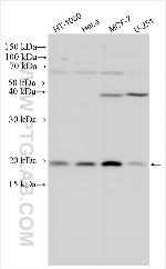 C16orf75 Antibody in Western Blot (WB)