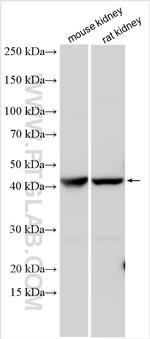 IDO2 Antibody in Western Blot (WB)