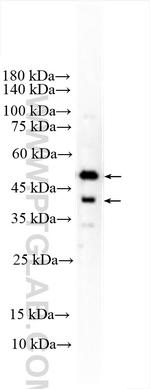 GSDMD Antibody in Western Blot (WB)