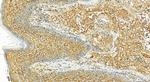 APOE Antibody in Immunohistochemistry (Paraffin) (IHC (P))