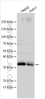 APOE Antibody in Western Blot (WB)