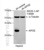 APOE Antibody in Western Blot (WB)