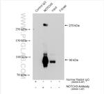 NOTCH3 Antibody in Immunoprecipitation (IP)