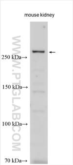 C2CD3 Antibody in Western Blot (WB)