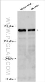 SIPA1L3 Antibody in Western Blot (WB)