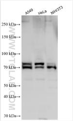 MTA1 Antibody in Western Blot (WB)