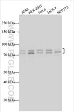 MTA1 Antibody in Western Blot (WB)