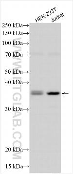 CRKL Antibody in Western Blot (WB)