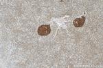 SYN1 Antibody in Immunohistochemistry (Paraffin) (IHC (P))