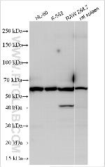 SYN1 Antibody in Western Blot (WB)
