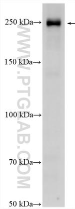 AKAP11 Antibody in Western Blot (WB)