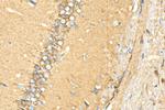 MFSD2 Antibody in Immunohistochemistry (Paraffin) (IHC (P))